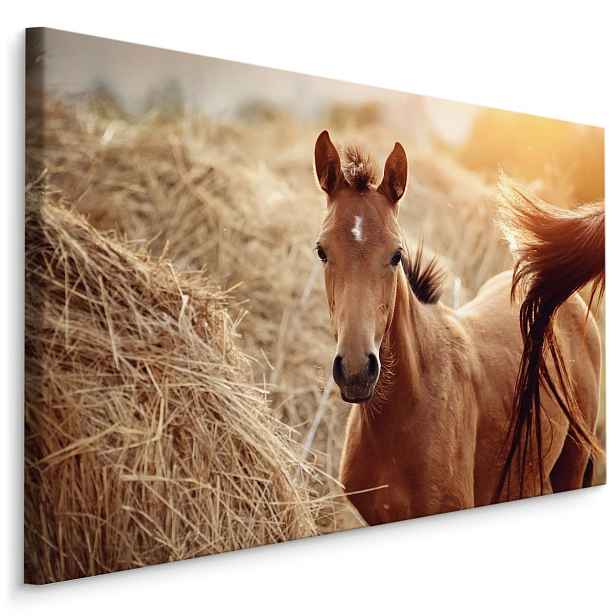 MyBestHome BOX Plátno Hříbě Varianta: 70x50