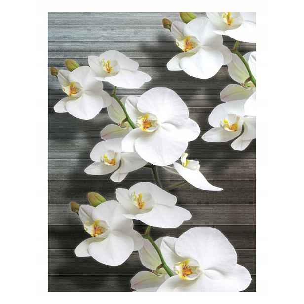 Vliesová fototapeta Orchideje bílá elegance do obývacího pokoje 184x254 lepidlo
