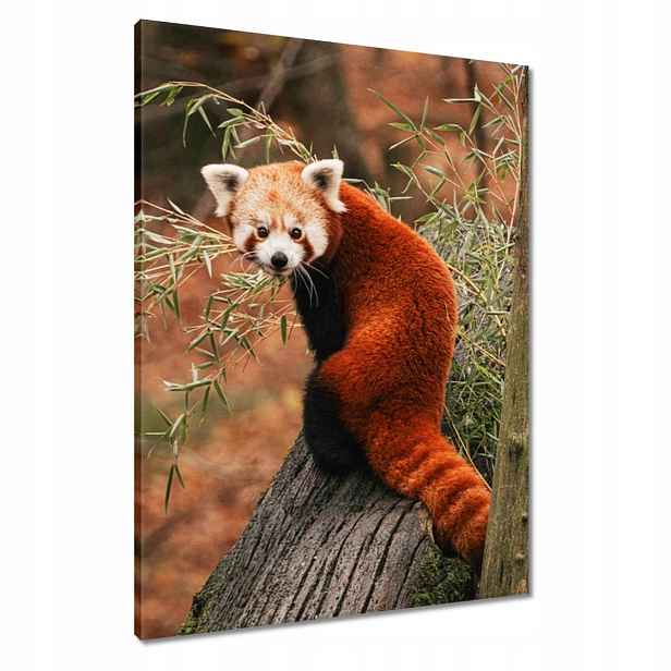 Obrazy 60x80 Pandka rudá panda malá panda červená menší