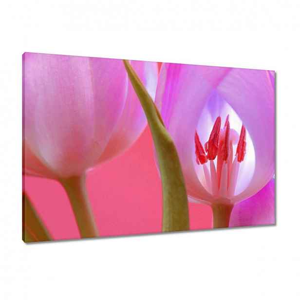 Obrazy 90x60 Růžový tulipán