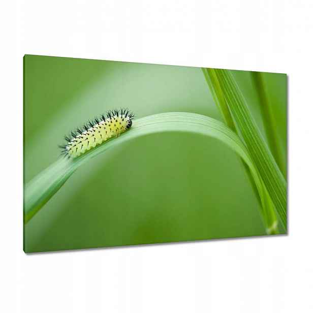 Obrazy 120x80 Zelená housenka