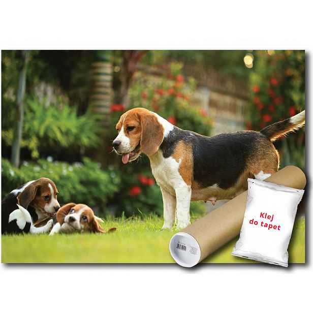 Vliesová fototapeta Beagle rodina 368x254