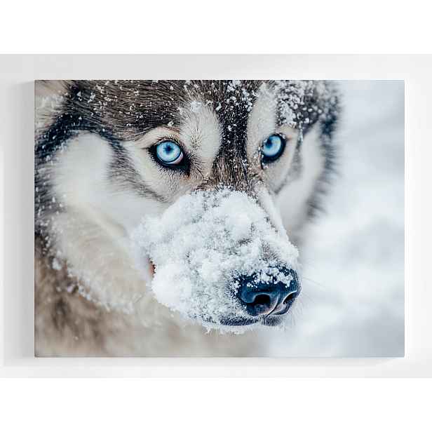 Plakát Makro Fotografie Sibiřský Pes Husky Sníh 100x75