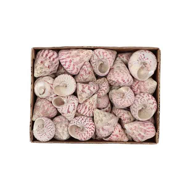 Béžovo-růžová dekorace mušle v krabičce - 1130g daan kromhout