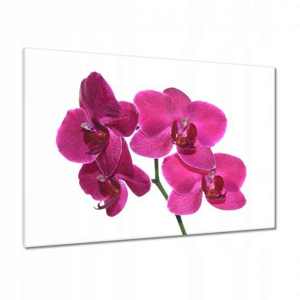 Obrazy 100x70 Fialový orchidej