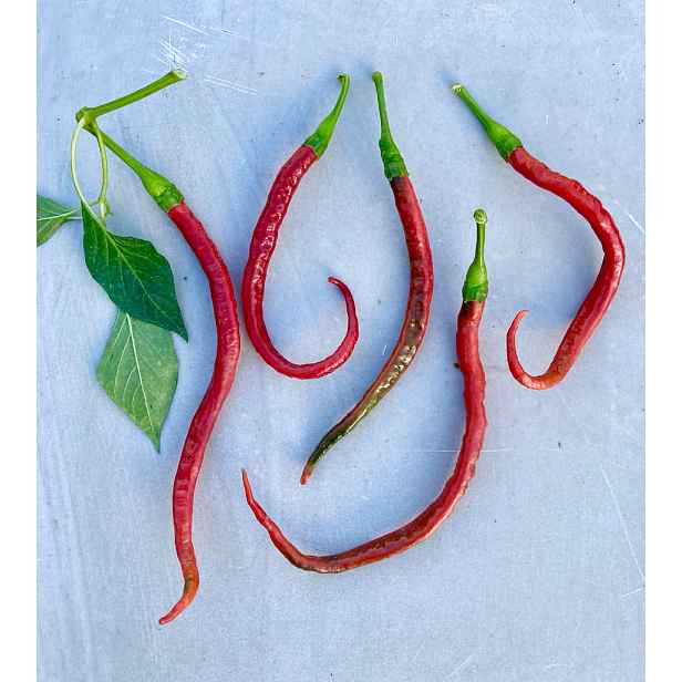 Culina Botanica Paprika Sloní chobot