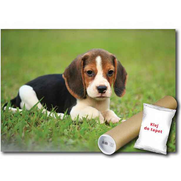 Vinylová fototapeta Pes Beagle 152x104