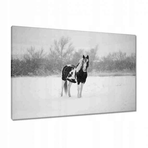 Obrazy 90x60 Kůň Černobílé plakáty