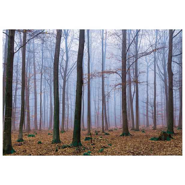 Fototapeta Podzimní les v mlze Hnědo-modrá krajina 368x254 lepidlo