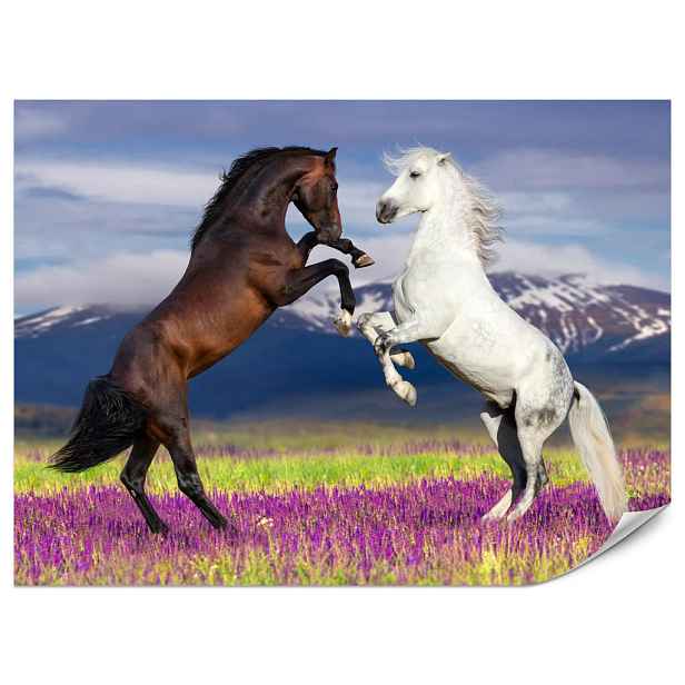 Muralo FOTOTAPETA do Jídelny Koně Levandulové Pole Hory Provence 500x350