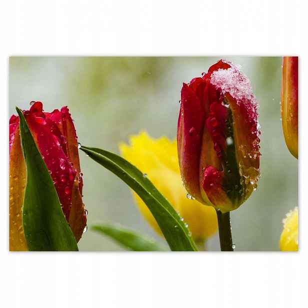 Plakáty 200x135 Tulipány Květiny