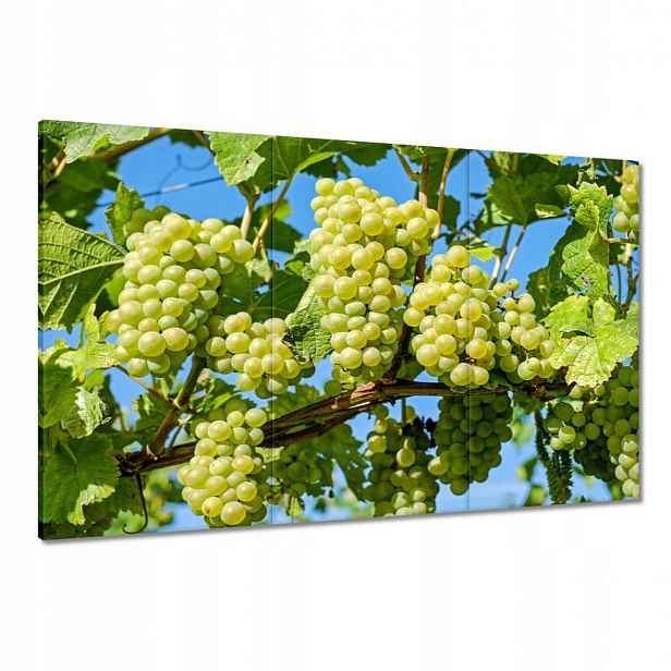 Obrazy 120x80 Zelené hroznové víno