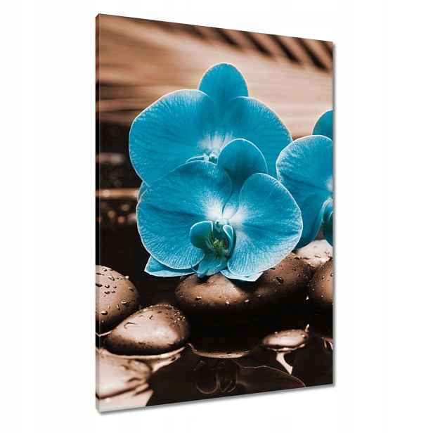 Obrazy 70x100 Tyrkysový orchidej