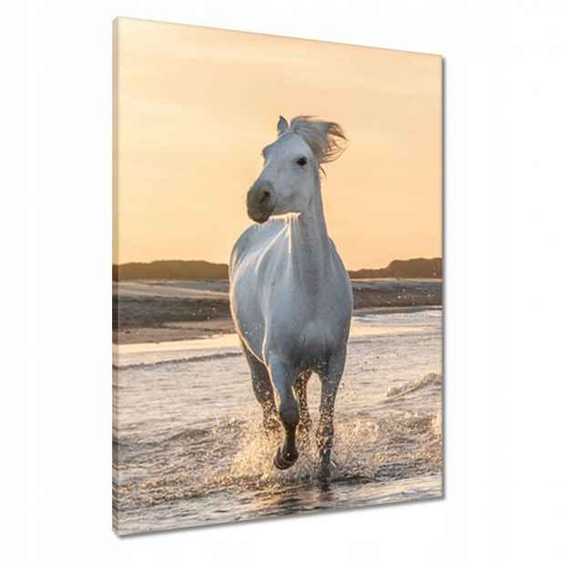 Obrazy 60x80 Divocí koně Wild Horses