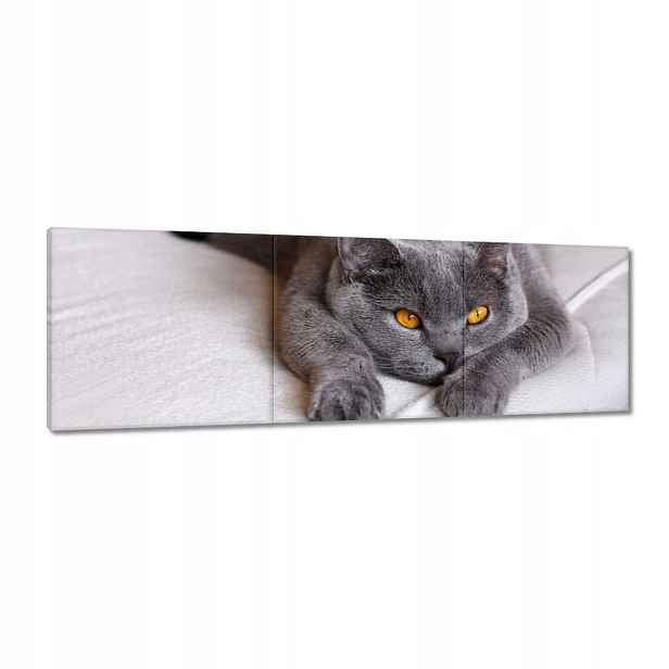 Obrazy 120x40 Kočka Kotě Kočky Kočka