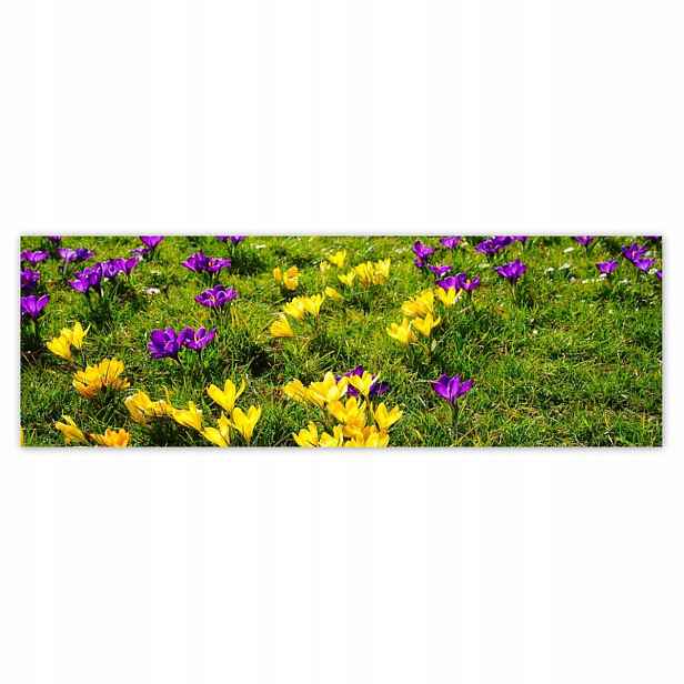 Plakáty 200x66 Krokusy na louce