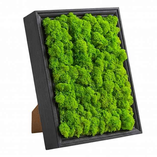 Obraz Z Mechu mech sobí chrobotek v dřevěném rámu 23x28 Živý Obraz