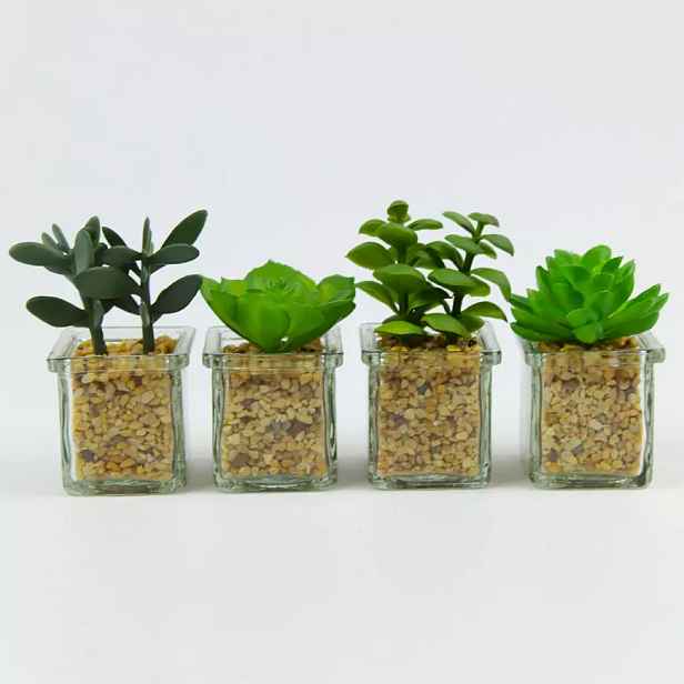 Sukulent 9-12cm mix 95798