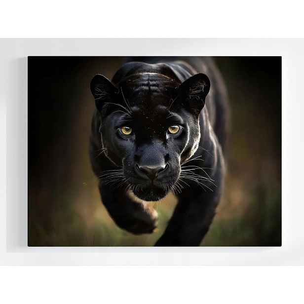 Plakát Zvíře Dravec Kočka Černá Pantera Puma 100x75