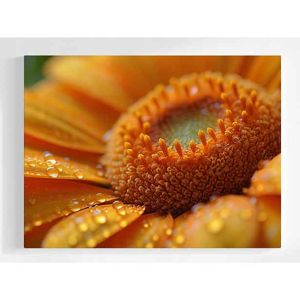 Plakát Příroda Makro Fotografie Květ Gerbera Aster 100x75
