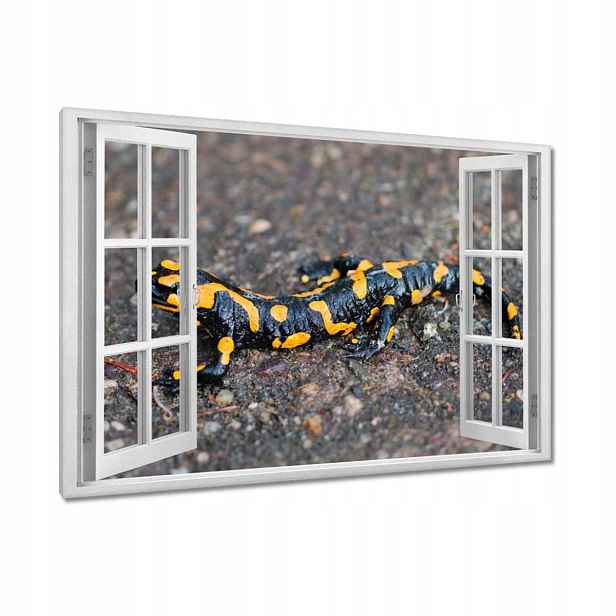 Obrazy 90x60 Salamandra skvrnitá
