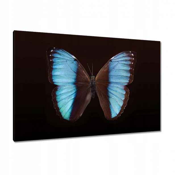 Obrazy 120x80 Modrý motýl