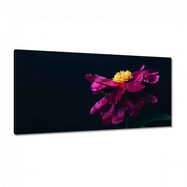 Obrazy 115x55 Krásný růžový květ Astra
