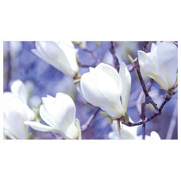 Fototapeta Magnolie bílé květy na zeď 312x219 jarní akcent lepidlo
