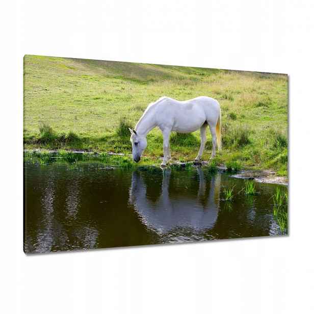 Obrazy 120x80 Bílý kůň