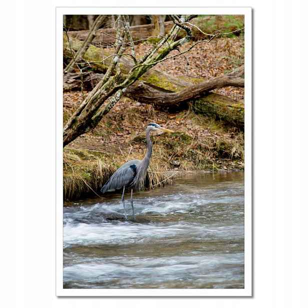 Plakáty v rámu 40x60 Čapla pták Krajina Pohled