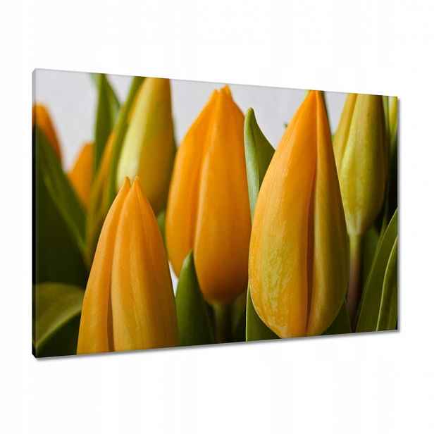 Obrazy 100x70 Žluté tulipány