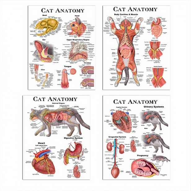TEMU Bezrámový 4ks plakát kočičí , veterinární anatmie, dekorativní kaligrafie a , dekorativní obraz kočičích orgánů, velikost 8x10 palců