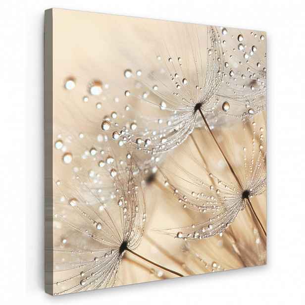 MuchoWow OBRAZ NA PLÁTNĚ Pampeliška - Abstraktní - Příroda - Béžová 20x20 cm