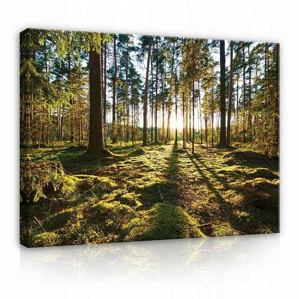Wallarena PLÁTNO Les Příroda Obývací pokoj 120x80