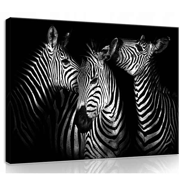 Obraz Na Plátně Plátno 70x50 Zebra Stádo Zebr