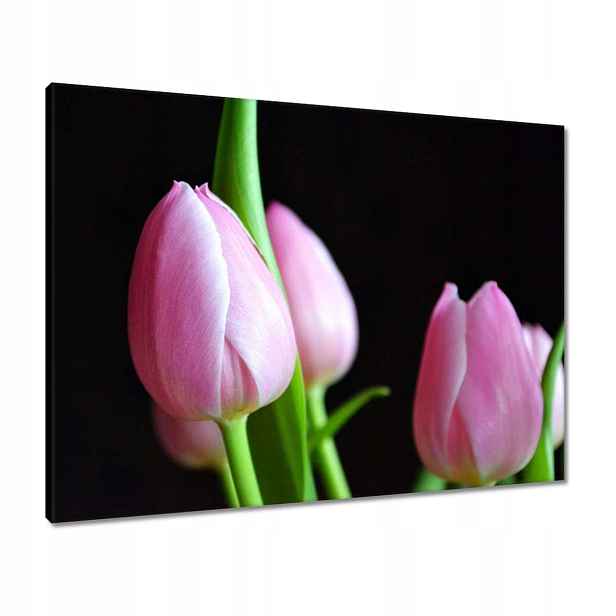 Obrazy 80x60 Fialové tulipány