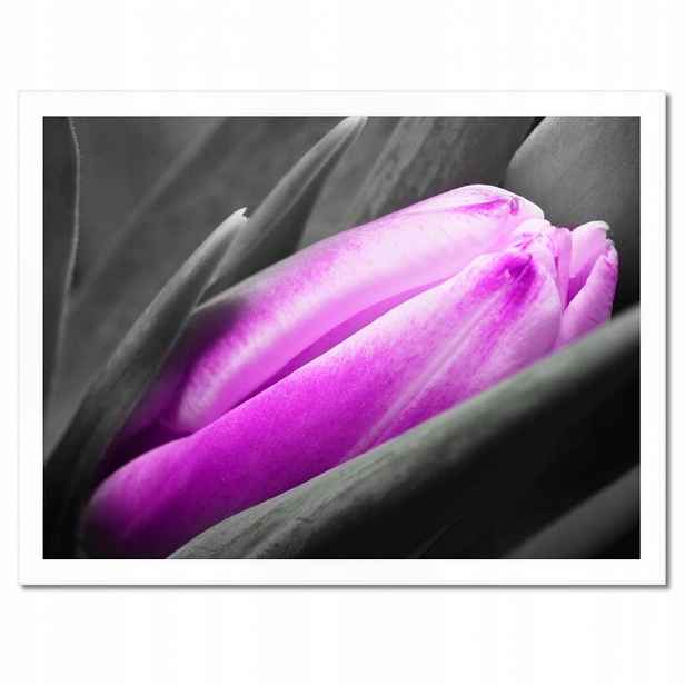 Plakáty v rámu 40x30 Fialový tulipán
