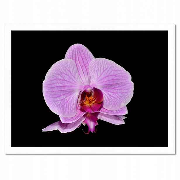 Plakáty v rámu 40x30 Fialový orchidej
