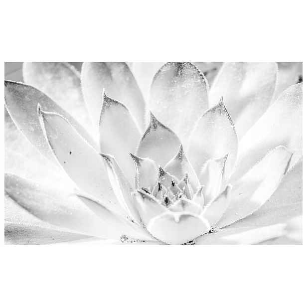 Fototapeta Sukulent Šedá Geometrie Textura Monochromie 520x318 lepidlo