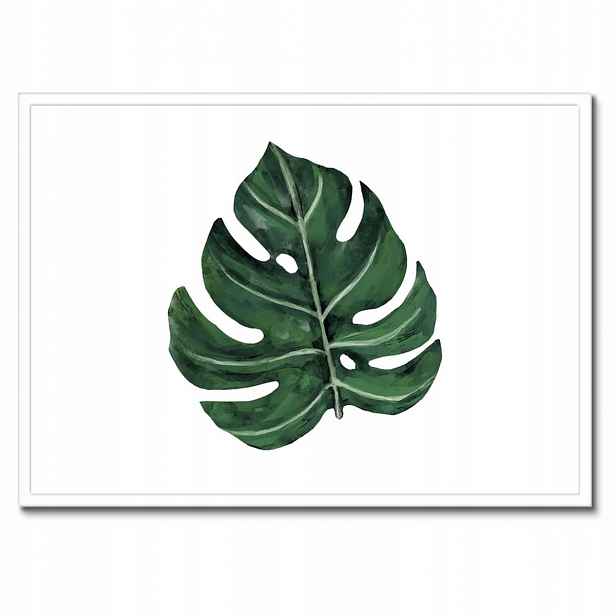 Plakáty v rámu 70x50 Monstera Zelený list