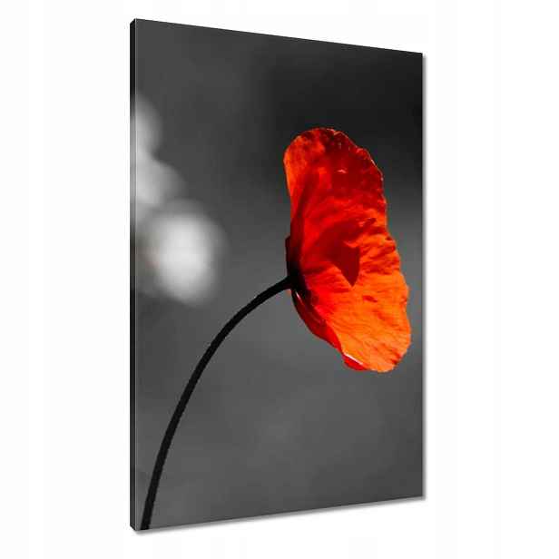 Obrazy 60x90 Rozkvetlý červený mák