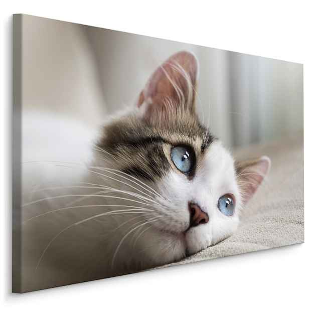 MyBestHome BOX Plátno Zasněné Kotě Varianta: 90x60