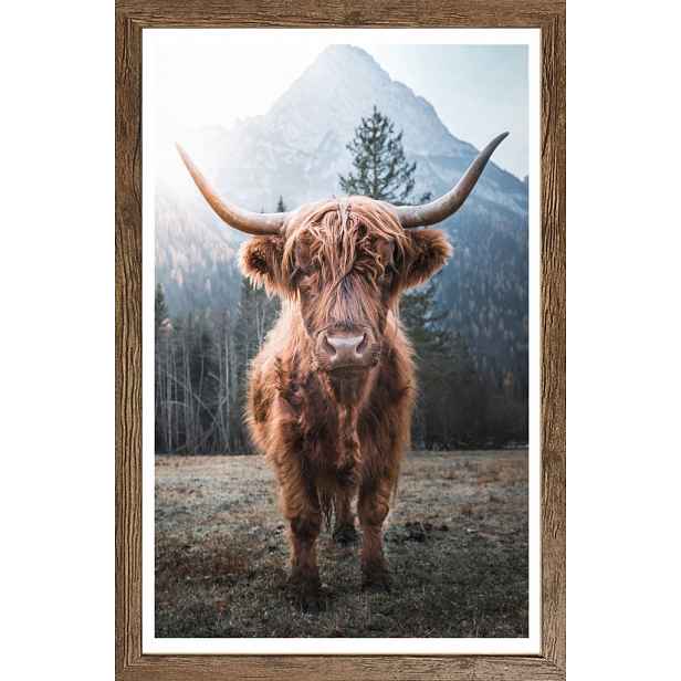 Rámovaný obraz Skotská kráva 50x70 cm, dub tmavý