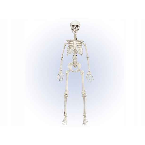 Kostra Kostlivec 90 cm, dekorace na Halloween