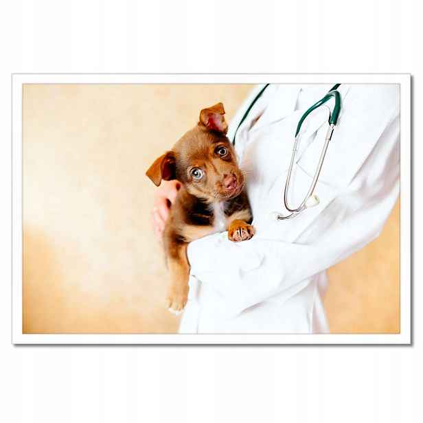 Plakáty v rámu 60x40 Veterinář vyšetřuje pejska