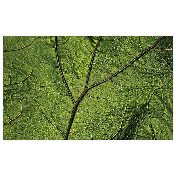 Vliesová fototapeta Zelené listy Makro Příroda Struktura 254x184 lepidlo