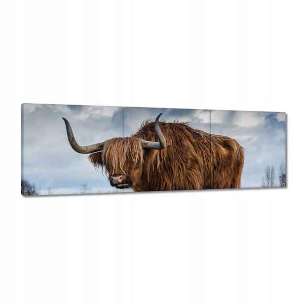 Obrazy 120x40 Kráva vysočiny Rohy