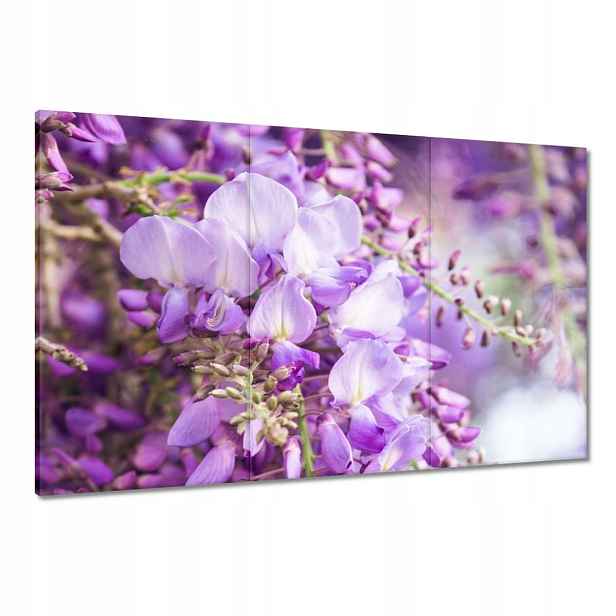 Obrazy 120x80 Fialové květiny