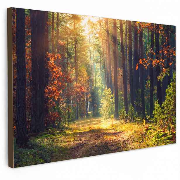 MuchoWow OBRAZ NA PLÁTNĚ Les - podzim - stromy 60x40 cm