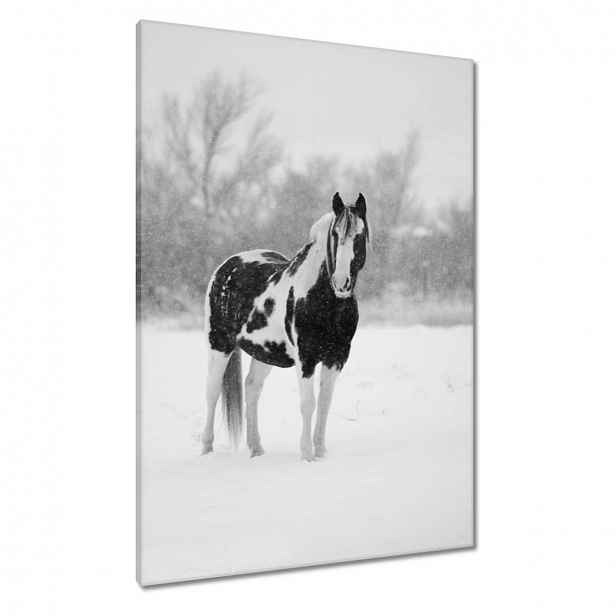 Obrazy 70x100 Kůň Černobílé plakáty